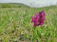 Dactylorhiza sambucina