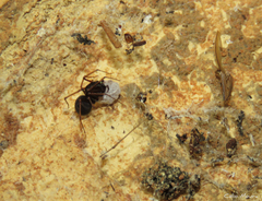 Scytodes fusca