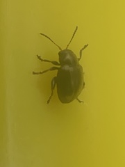Chrysomelidae