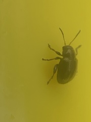 Chrysomelidae