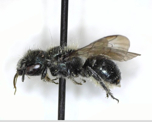 iNaturalist observation photo of Mason Bees