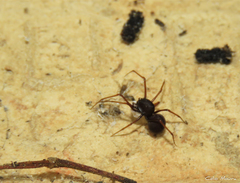 Scytodes fusca