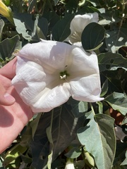 Datura wrightii