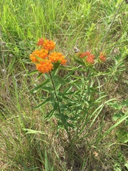Asclepias tuberosa interior