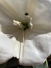 Datura wrightii