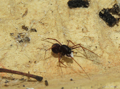 Scytodes fusca