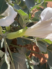 Datura wrightii