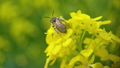Andrena chrysosceles