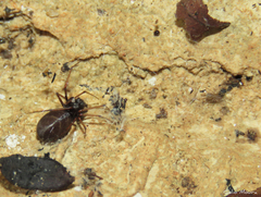 Scytodes fusca