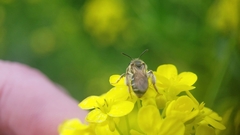Andrena chrysosceles