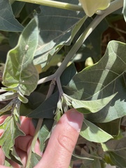 Datura wrightii
