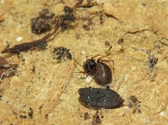 Scytodes fusca