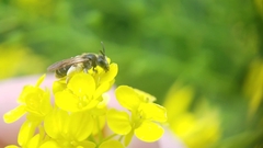 Andrena chrysosceles