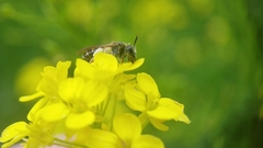 Andrena chrysosceles