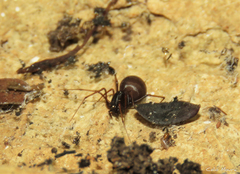 Scytodes fusca
