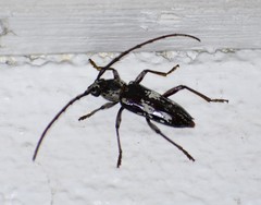 Elaphidion mimeticum