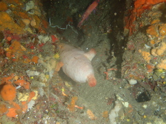 Halocynthia papillosa