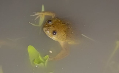 Xenopus victorianus