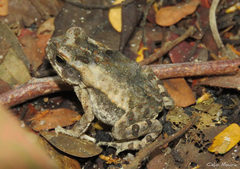 Rhinella diptycha