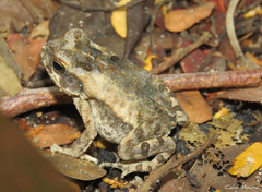 Rhinella diptycha