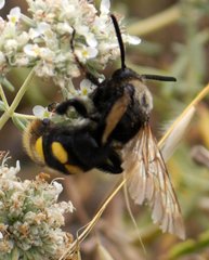 Megascolia maculata maculata