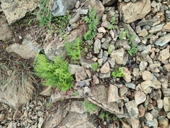 Asplenium cuneifolium