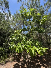 Alstonia macrophylla