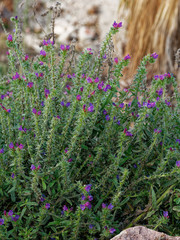 Echium sabulicola decipiens