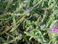 Echium sabulicola decipiens