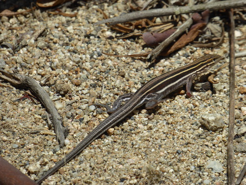Orange-throated Whiptail
