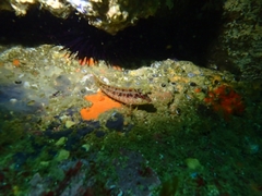 Alloclinus holderi