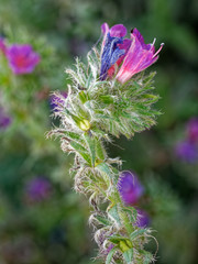 Echium sabulicola decipiens