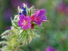 Echium sabulicola decipiens