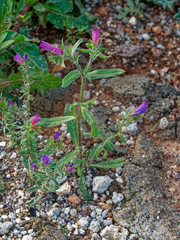 Echium sabulicola decipiens