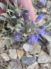 Penstemon dolius
