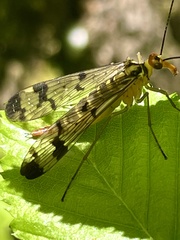 Panorpa lacedaemonia