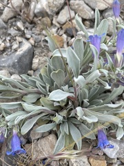 Penstemon dolius