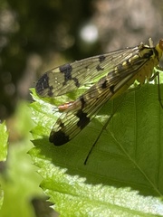 Panorpa lacedaemonia