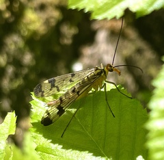 Panorpa lacedaemonia