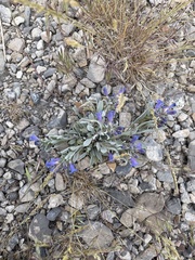 Penstemon dolius