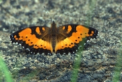 Precis octavia octavia