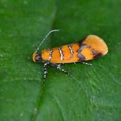 Promalactis procerella