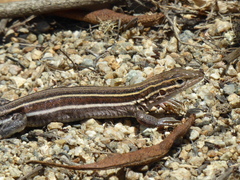 Aspidoscelis hyperythrus beldingi