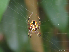 Araneus venatrix