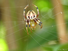 Araneus venatrix