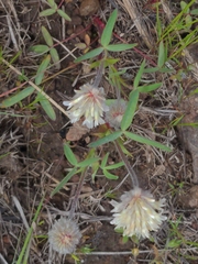 Trifolium eriocephalum