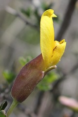 Chamaecytisus spinescens