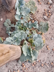 Brassica