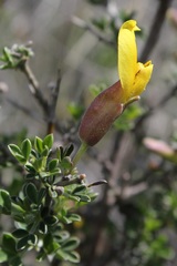 Chamaecytisus spinescens