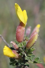 Chamaecytisus spinescens